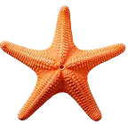 starfish